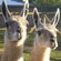 2 Llamas standing side by side in an grassy enclosure